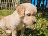 9 chiots Golden Retriever LOF nés en avril 2026 à vendre