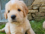 9 chiots Golden Retriever LOF nés en avril 2026 à vendre