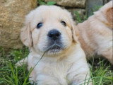 9 chiots Golden Retriever LOF nés en avril 2026 à vendre