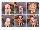 Chiots Pomsky à réserver