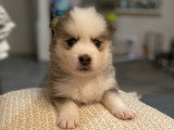Chiots Pomsky à réserver