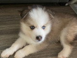 Chiots Pomsky à réserver