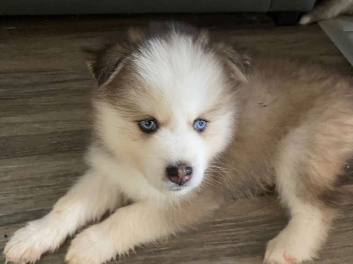 Chiots Pomsky à réserver