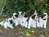 7 chiots Saint-Bernard non LOF à vendre d'avril 2026