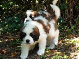 7 chiots Saint-Bernard non LOF à vendre d'avril 2026