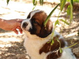 7 chiots Saint-Bernard non LOF à vendre d'avril 2026