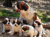 7 chiots Saint-Bernard non LOF à vendre d'avril 2026