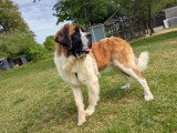 7 chiots Saint-Bernard non LOF à vendre d'avril 2026