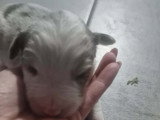 Petit male merle lilac