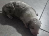 Petit male merle lilac