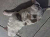 Petite femelle merle rouge (1)
