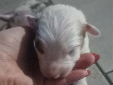 Petite femelle merle rouge (1)
