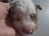 Petite femelle merle rouge (2)