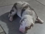 Petite femelle merle rouge (2)