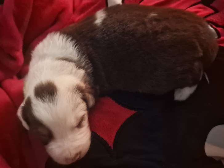 Chiots Border Collie à vendre