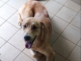 Chien adulte Border croisé Patou à donner