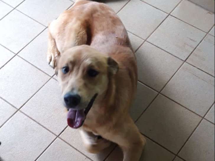Chien adulte Border croisé Patou à donner