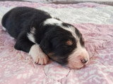 Réservation 7 chiots Berger Australien LOF nés en mai 2026