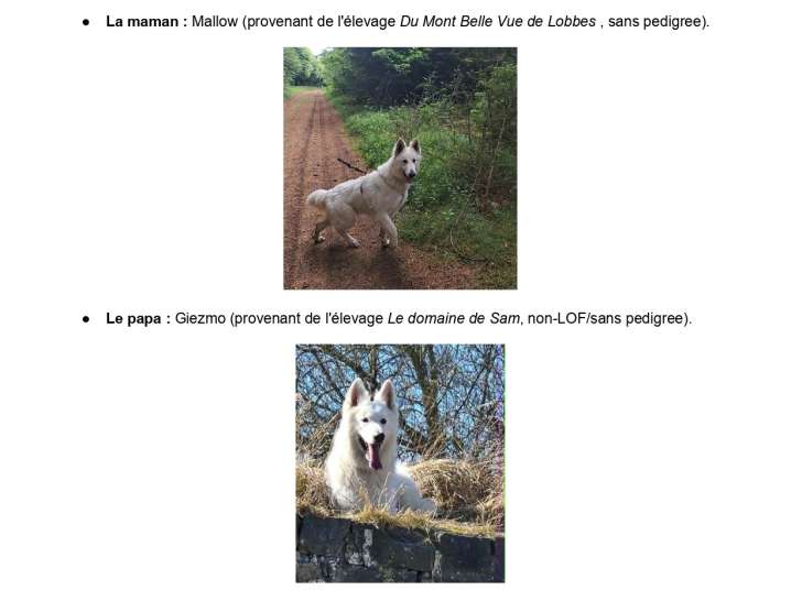 Chiots Berger Blanc Suisse à vendre