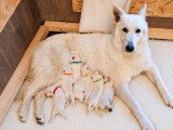Chiots Berger Blanc Suisse à vendre