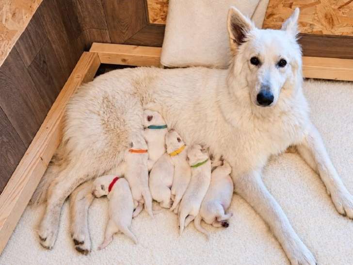 Chiots Berger Blanc Suisse à vendre