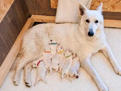 Chiots Berger Blanc Suisse à vendre
