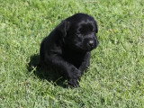Portée de 3 chiots Labrador noirs non LOF d'avril 2026 à réserver