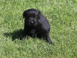 Portée de 3 chiots Labrador noirs non LOF d'avril 2026 à réserver