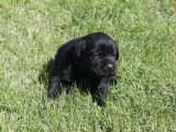 Portée de 3 chiots Labrador noirs non LOF d'avril 2026 à réserver