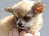 Deux chiots Chihuahua mâle et femelle non LOF nés en mars 2026 à vendre