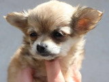Deux chiots Chihuahua mâle et femelle non LOF nés en mars 2026 à vendre