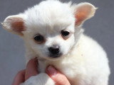 Deux chiots Chihuahua mâle et femelle non LOF nés en mars 2026 à vendre