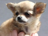 Deux chiots Chihuahua mâle et femelle non LOF nés en mars 2026 à vendre