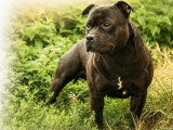 Mâle Staffordshire Bull Terrier  LOF disponible pour saillie