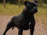 Mâle Staffordshire Bull Terrier LOF disponible pour saillie
