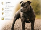 Mâle Staffordshire Bull Terrier LOF disponible pour saillie