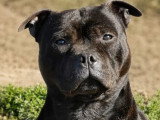 Mâle Staffordshire Bull Terrier LOF disponible pour saillie