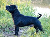 Mâle Staffordshire Bull Terrier LOF disponible pour saillie