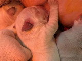 Portée de 8 chiots Golden Retriever LOF nés en mai 2026 à vendre