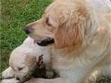 Portée de 8 chiots Golden Retriever LOF nés en mai 2026 à vendre