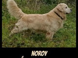 Portée de 8 chiots Golden Retriever LOF nés en mai 2026 à vendre