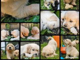 Portée de 8 chiots Golden Retriever LOF nés en mai 2026 à vendre