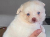 2 chiots Pomchi nés en avril 2026 non LOF à réserver