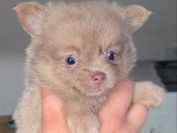 2 chiots Pomchi nés en avril 2026 non LOF à réserver