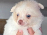 2 chiots Pomchi nés en avril 2026 non LOF à réserver