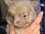 2 chiots Pomchi nés en avril 2026 non LOF à réserver