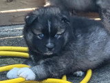 Portée de 5 Pomsky  non LOF née en avril 2026 à réserver