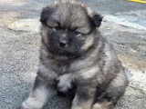 Portée de 5 Pomsky non LOF née en avril 2026 à réserver