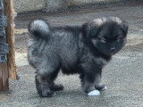 Portée de 5 Pomsky non LOF née en avril 2026 à réserver