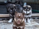 Portée de 5 Pomsky non LOF née en avril 2026 à réserver